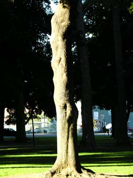 Coeur d'Alene Lake Area Photographs (223)
