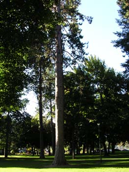 Coeur d'Alene Lake Area Photographs (224)