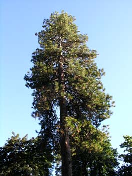 Coeur d'Alene Lake Area Photographs (233)