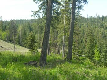 Coeur d'Alene Lake Area Photographs (585)