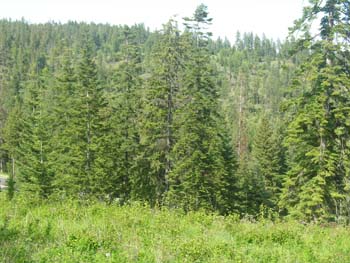 Coeur d'Alene Lake Area Photographs (587)