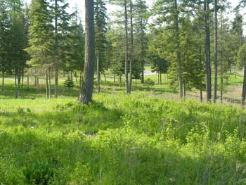 Coeur d'Alene Lake Area Photographs (609)