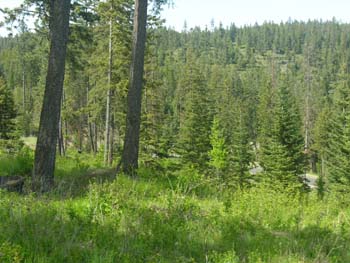 Coeur d'Alene Lake Area Photographs (612)
