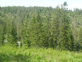 Coeur d'Alene Lake Area Photographs (613)