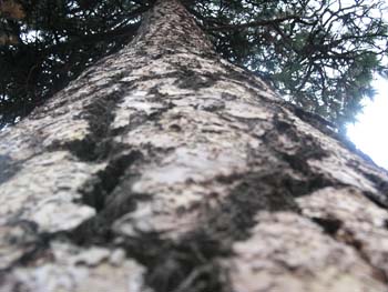 Coeur d'Alene Lake Area Photographs (646)