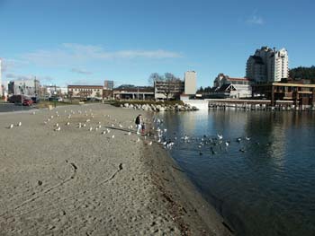 Coeur d'alene (18)