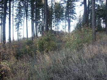Coeur d'alene (38)