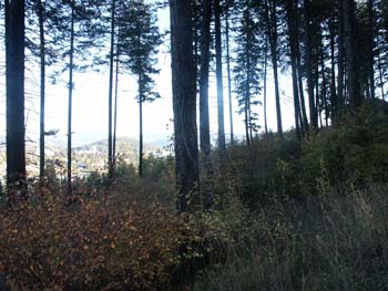 Coeur d'alene (39)