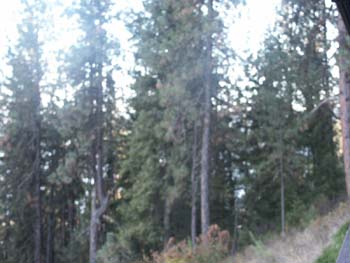 Coeur d'alene (43)
