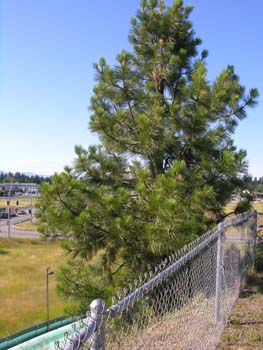 Wildwaters Coeur d'Alene (7)