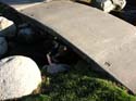 Coeur d'Alene Lake Area Photographs (272)