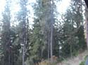 Coeur d'alene (43)