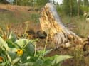 Post Falls Area Photographs (50)