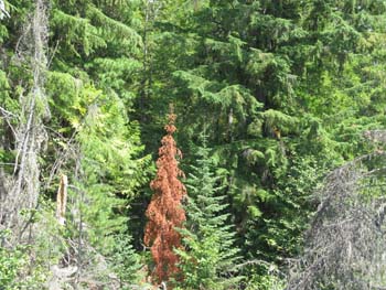 Priest Lake Area (32)