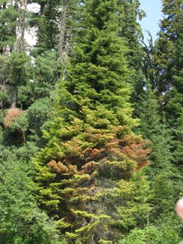Priest Lake Area (35)