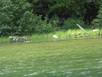 Priest Lake Area (36)