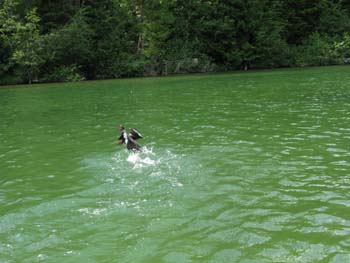 Priest Lake Area (37)