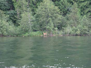 Priest Lake Area (41)