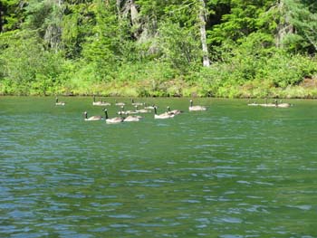 Priest Lake Area (47)