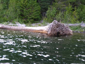 Priest Lake Area Photographs (1009)