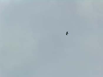 Priest Lake Area Photographs (1010)