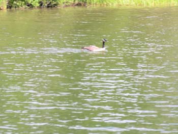 Priest Lake Area Photographs (1027)