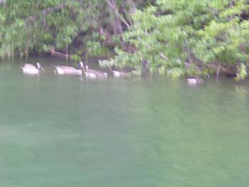 Priest Lake Area Photographs (1028)