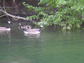 Priest Lake Area Photographs (1029)