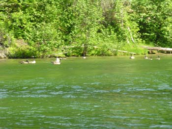 Priest Lake Area Photographs (1031)