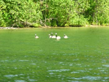 Priest Lake Area Photographs (1032)