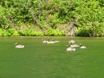 Priest Lake Area Photographs (1033)