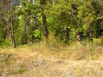 Priest Lake Area Photographs (1342)