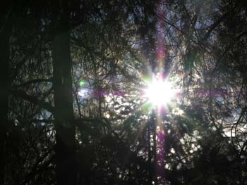 Priest Lake Area Photographs (1391)