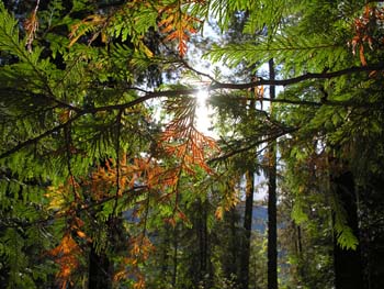 Priest Lake Area Photographs (1392)