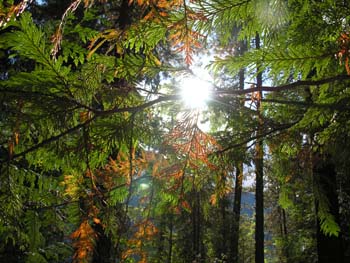 Priest Lake Area Photographs (1393)