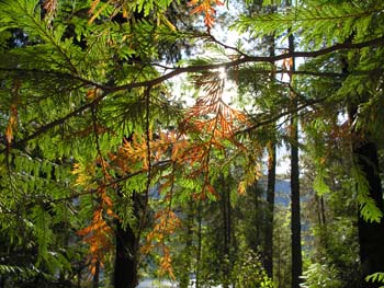 Priest Lake Area Photographs (1394)