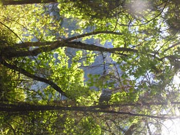 Priest Lake Area Photographs (1395)