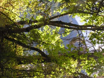 Priest Lake Area Photographs (1396)