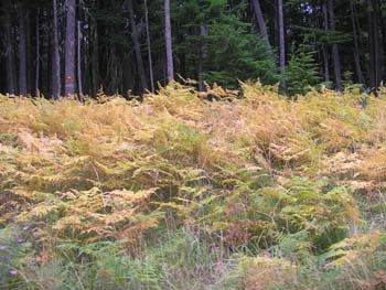 Priest Lake Area Photographs (1409)