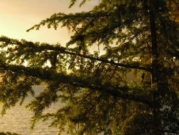 Priest Lake Area Photographs (217)