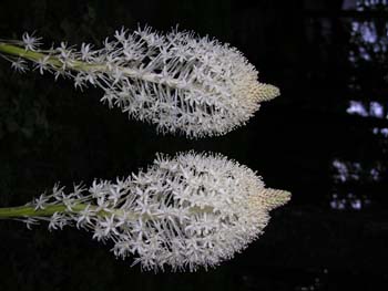 Priest Lake Area Photographs (259)
