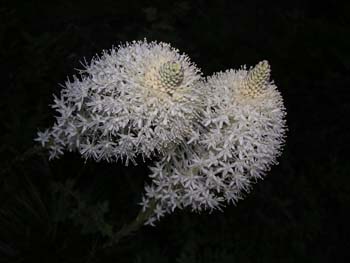 Priest Lake Area Photographs (260)