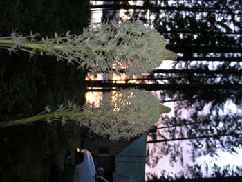 Priest Lake Area Photographs (261)