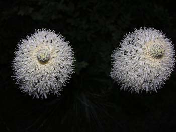 Priest Lake Area Photographs (262)