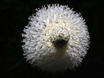 Priest Lake Area Photographs (263)