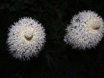 Priest Lake Area Photographs (264)