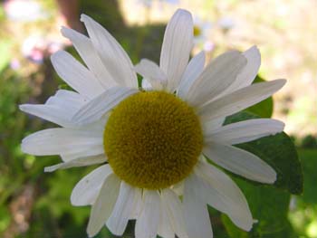 Priest Lake Area Photographs (280)