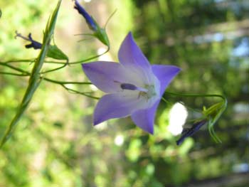Priest Lake Area Photographs (281)