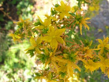 Priest Lake Area Photographs (285)