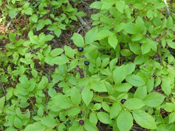 Priest Lake Area Photographs (288)